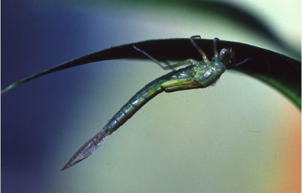 青紋細蟌稚蟲爬上葉片上準備羽化