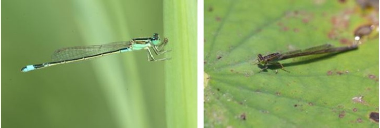 左：青紋細蟌雄蟲體色以綠色為主，是水邊草叢間常見的蜻蛉 / 右：青紋細蟌雌蟲體色以綠褐色為主