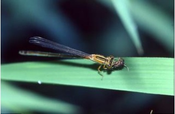 雌蟲的體色較多變化，也有部份個體的體色較偏紅