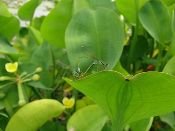 青紋細蟌交尾中大自然的變化總是奇妙的，青紋細蟌有部份的雌蟲體色與雄蟲相同