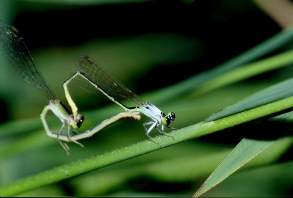 白粉細蟌交尾中