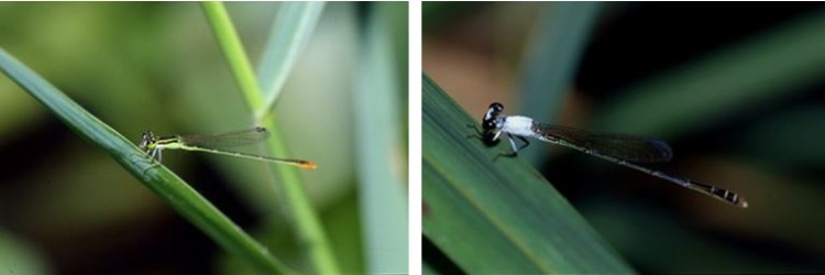 左：白粉細蟌雄蟲未性成熟時體色為綠色，腹部末端橙紅色 / 右：白粉細蟌雄蟲性成熟後腹部變為黑色，身上會分泌出濃厚的白粉