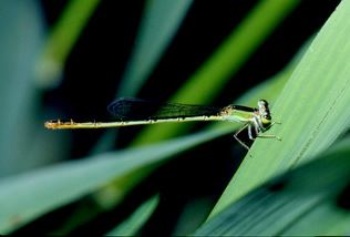 白粉細蟌雌蟲性成熟後為綠色，與雄蟲未性熟之體色相近