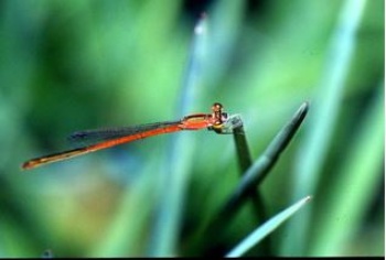 白粉細蟌雌蟲未性成熟時體色為紅色