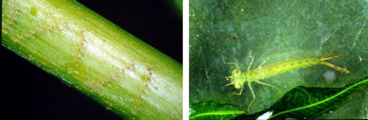 左：排列整齊，產在植物莖幹內的卵 / 右：弓背細蟌的稚蟲