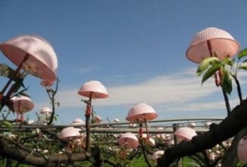 最早農民以保麗龍碗倒扣在花苞頂端，猶如一朵朵的傘花