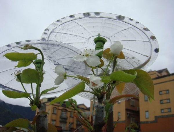 近年則特製白色小傘用夾子夾在梨樹枝上，以節省夾上及回收的工時(彭名琍 攝)