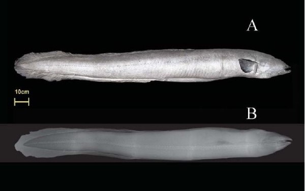 2008年於日月潭釣獲大型外來魚種寬鰭鰻，體長175 cm、體重18 kg。上方為實體，下方為X光照(特有生物研究保育中心  葉明峰  提供)