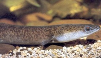 鱸鰻為保育類，是淡水鰻中體型最大的魚種(曾萬年 提供)