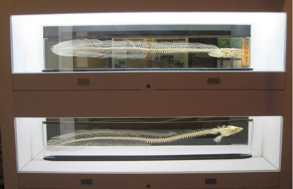 鰻魚骨骼標本