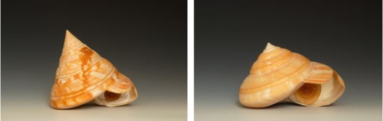 左：高腰翁戎螺 / 右：寺町翁戎螺