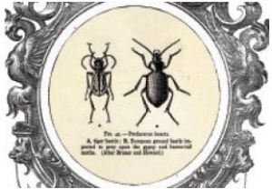 「曠野的行動寶石—步行蟲特展」