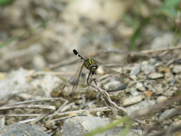 杜松蜻蜓身體淡綠色，胸部二側各具六條黑斑， 腹部第一至三節膨大成一球狀，具黑色斑紋。第三節後驟然變細，黑、白相間。因腹部此一特徵，故又稱之為細腹蜻蜓，在野外無近似種極易辨識