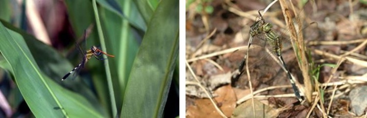 左：蜻蜓是肉食性的昆蟲，纖細的豆娘常成為牠們的菜單之一 / 右：同一種類的蜻蜓有時也會自相残殺