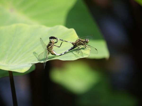 雌雄同色同大，不交尾時很難分辨雌雄