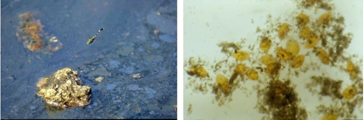 左：雌蟲在滿是油污的水域產卵 / 右：雌蟲一次可以產下上千個黃色肉眼難以見到的卵