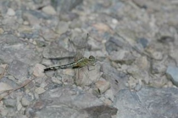 未性成熟的侏儒蜻蜓