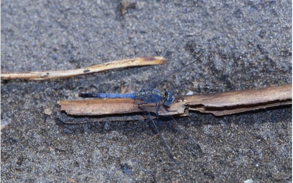 性成熟的侏儒蜻蜓