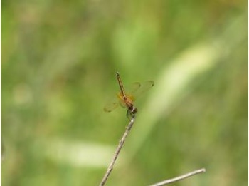 天氣熱時停棲時會把腹部筆直的朝向天空，以減少被陽光曝曬的面積，避免身體過熱
