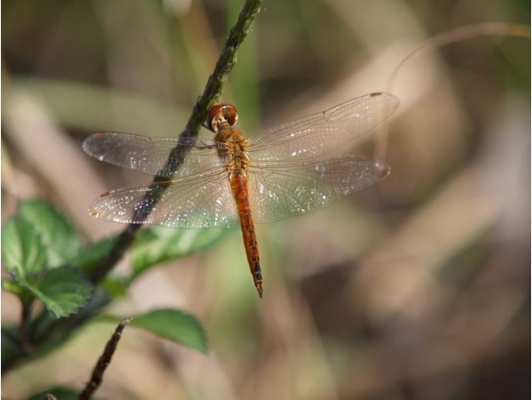 薄翅蜻蜓在秋天時體色會變成通紅