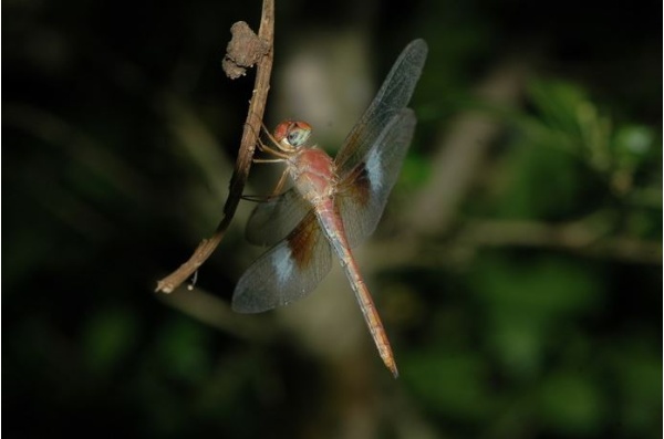 北部不常見的夜遊蜻蜓體長約40~50mm，複眼上半部紅色，身體紅色，無斑紋，後翅上具有相連之紅色及黑色雲狀斑紋