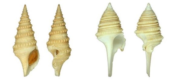 左：印尼捲管螺 / 右：菲律賓捲管螺