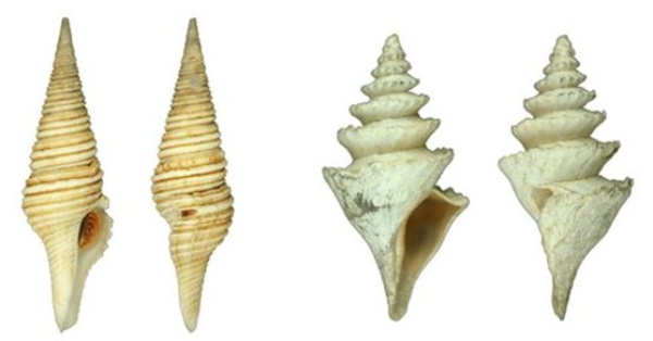 左：螺紋捲管螺 / 右：蘭花捲管螺