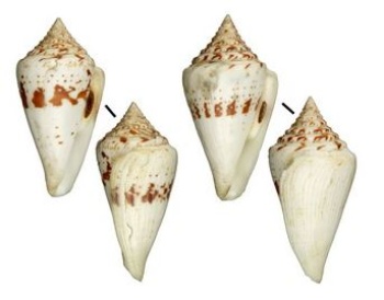 大佛塔芋螺，成熟的大佛塔芋螺近殼口處的斑點會消失(右)，像左邊這樣超過9cm 的大塊頭還能有斑點是非常少見的，而大小超過9cm 的大佛塔芋螺近年也是非常罕見的