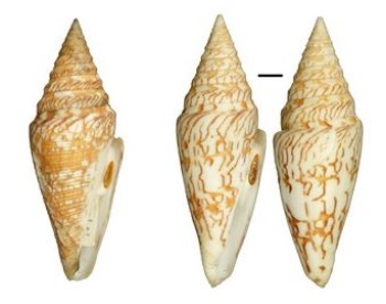 雪花芋螺(左)；雪花芋螺的花紋變異中安芋螺(右)