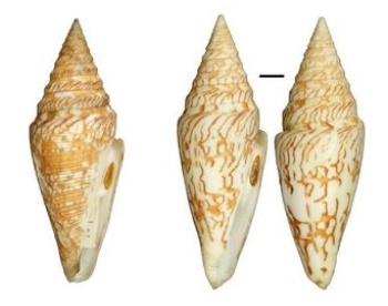 雪花芋螺(左)；雪花芋螺的花紋變異中安芋螺(右)