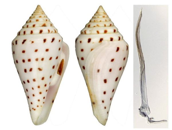 小佛塔芋螺，剛撈上來的小佛塔芋螺底色並不是白色的，而是淡淡的粉紅或紫色，約3-4個月後就會退色變成白色，像圖上這枚放了20年還是紫色的非常難得，最右為小佛塔芋螺的齒舌