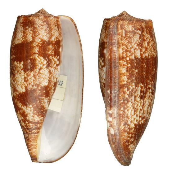 殺手芋螺曾在澳洲、菲律賓、新幾內亞有毒死人的紀錄，所幸台灣的殺手芋螺並不常見，而一般民眾容易接觸到的潮間帶小型芋螺毒性都非常的弱