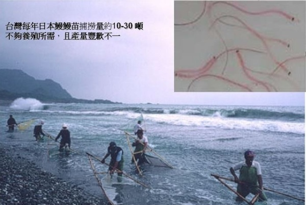 圖1 漁民用三角網在沿岸河口域捕撈鰻線的情境(曾晴賢 提供)。(右上) 鰻線