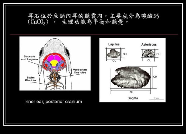 圖2 (左)魚類內耳(Inner ear)及後腦(Posterior cranium)的構造。(右)鰻魚內耳的三對耳石(矢狀石: Sagitta, 扁平石:Lapillus, 星狀石: Asteriscus ) 。