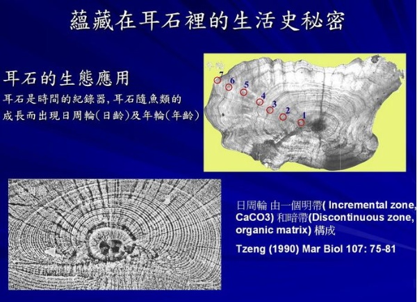 圖3 (右上)鰻魚耳石中的年輪(1~7輪,每一輪代表一歲)，(左下)鰻魚耳石核心周圍的日周輪，每一輪代表一天。