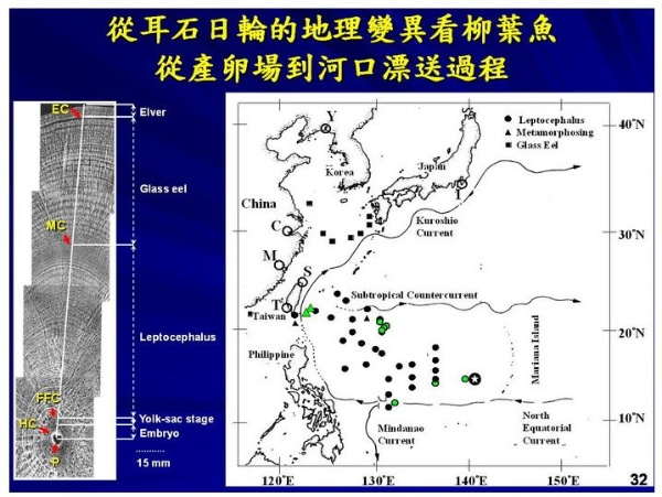 圖5 (右)日本鰻的柳葉魚(Leptocephalus)從產卵場(★)、變態(Metamorphosing)乃至鰻線(Glass eel)的分佈和海流的關係。綠色是台灣的採集資料，黑色是日本的採集資料。(左)鰻線不同發育階段耳石日周輪的變化(Tzeng 2003 In Aida et al. ed. Eel Biology )。