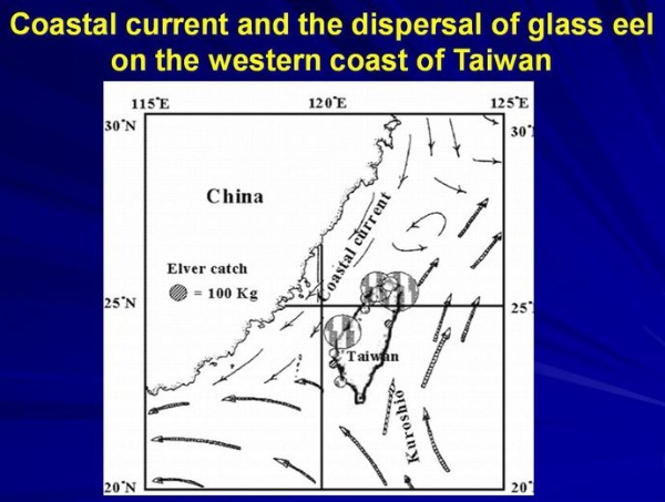 圖6 台灣沿岸日本鰻鰻線漁獲量的變化與海流的關係(陳1975) 。