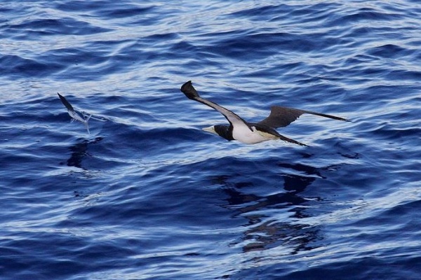 白腹鰹鳥捕捉飛魚