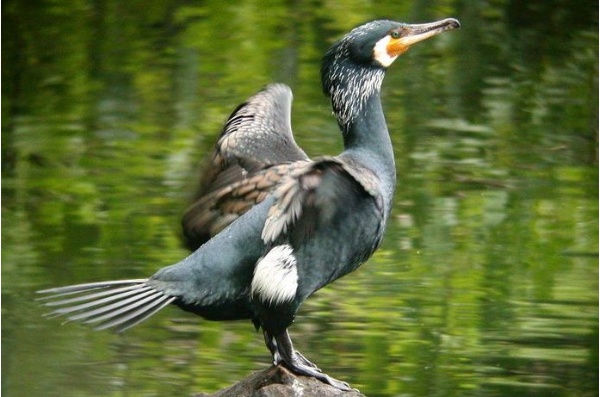 龜山島的老士官長