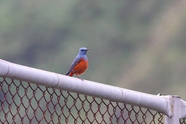 常在營區附近活動的藍磯鶇