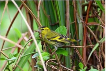 成語中「螳螂捕蟬，黃雀在後」的黃雀偶而會在草地上覓食
