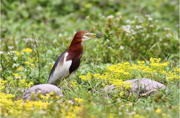 漫步在石板菜間的池鷺