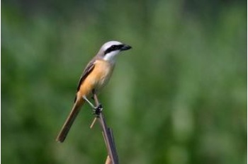 喜歡停棲在枝頭頂端的灰頭紅尾伯勞