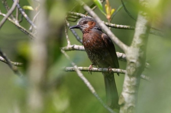 棕耳鵯常在樹林內活動，是島上的普遍留鳥，但在台灣本島則為不常見的迷鳥