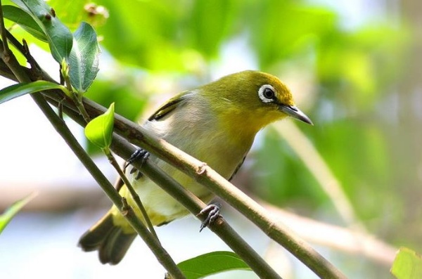 島上的綠繡眼與台灣本島的外觀上略有不同，體色感覺較暗，黃色的部份較多