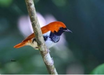 琉球歌鴝（林泉池攝）