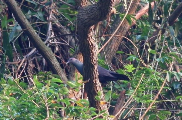烏鳩個性隱秘不易見，龜山島距其分布的琉球群島及小笠原群島並不遠，在龜山島上是否為稀有留鳥族群，尚有待確認