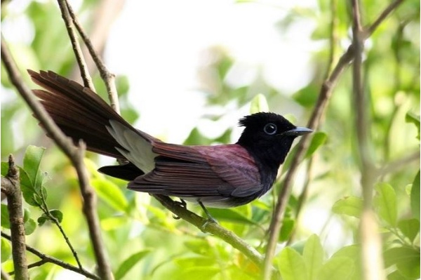 紫綬帶公鳥的非繁殖羽，尾羽不長，背部為漂亮的紫色