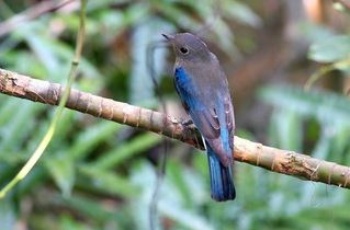 白腹琉璃亞成鳥肩羽的寶藍色相當漂亮