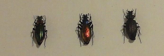 色彩亮麗的步行蟲，猜猜看牠們的顏色是如何呈現？